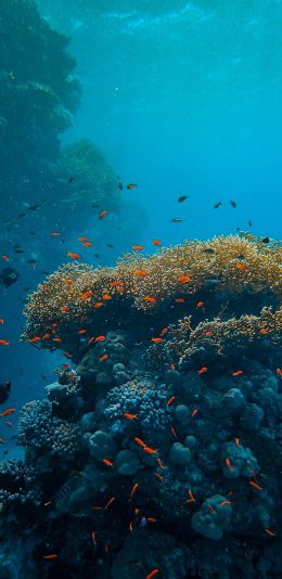 [2436x1125]珊瑚 海洋 海底 鱼群 苹果手机壁纸图片