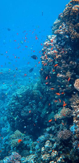 [2436x1125]珊瑚 珊瑚虫 鱼群 珊瑚礁 苹果手机壁纸图片