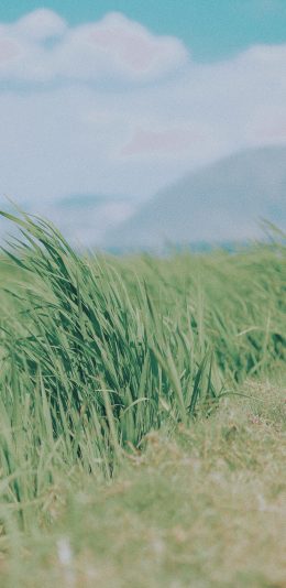 [2436x1125]田地 庄稼 绿色 叶子 苹果手机壁纸图片