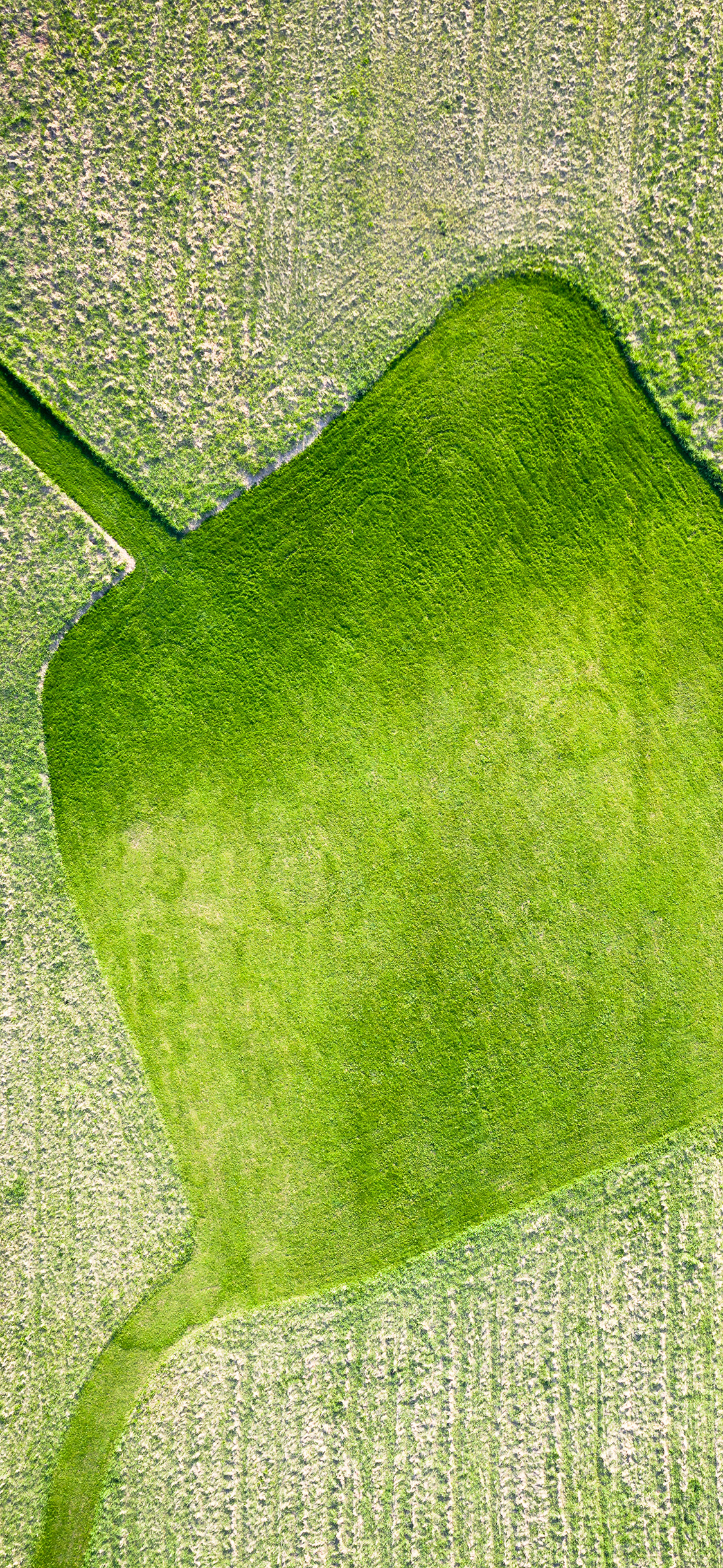 [2436×1125]田野 俯拍 形状 庄稼 苹果手机壁纸图片