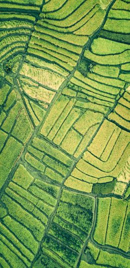 [2436x1125]田野 庄稼 种植 绿色 农业 苹果手机壁纸图片