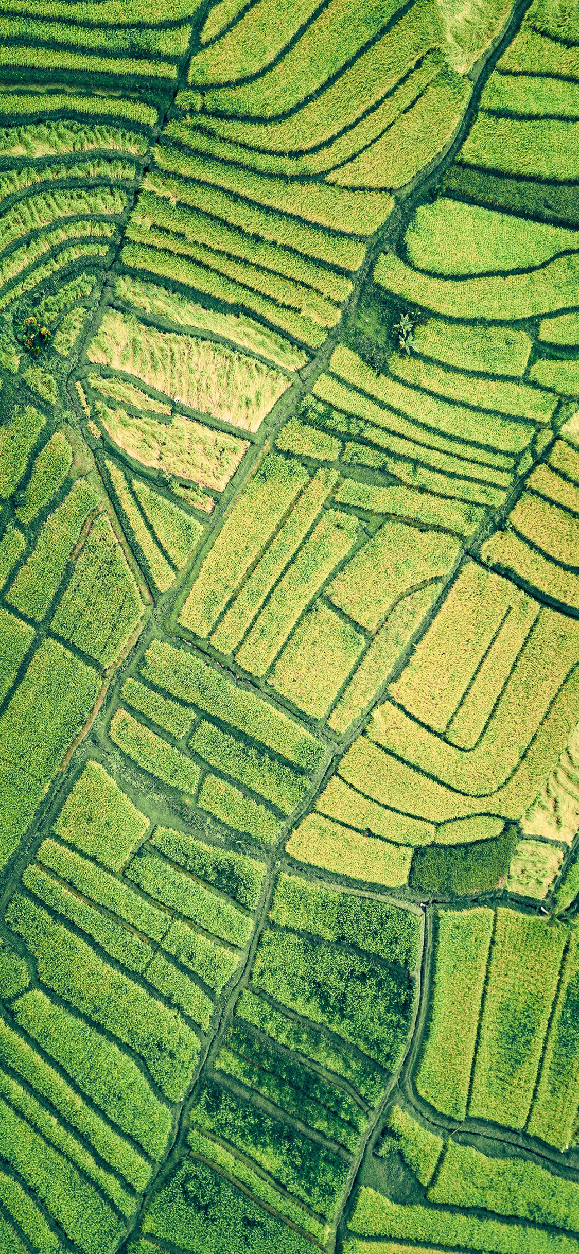 [2436×1125]田野 庄稼 种植 绿色 农业 苹果手机壁纸图片