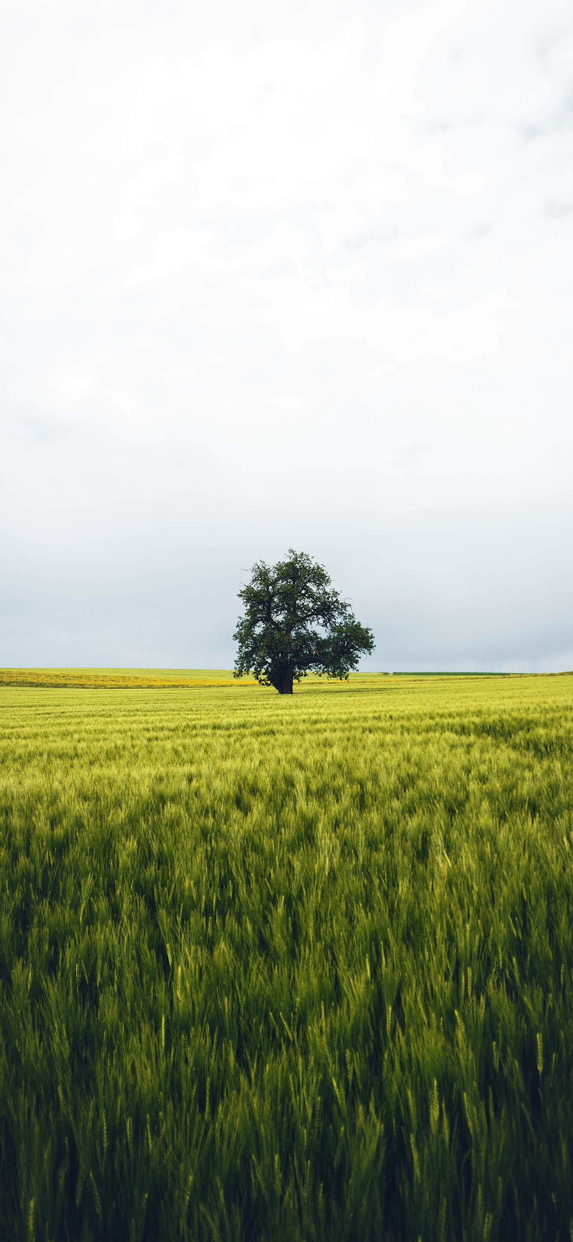 [2436×1125]田野 树木 苹果手机壁纸图片