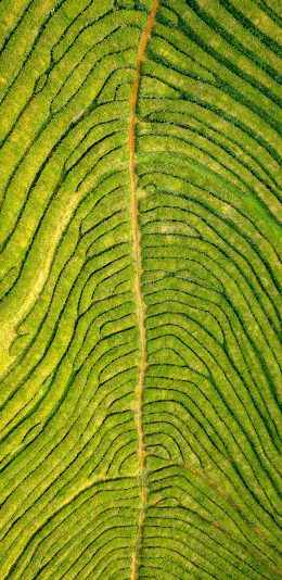 [2436x1125]田野 田地 绿色 航拍 苹果手机壁纸图片