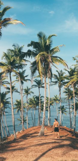 [2436x1125]男子 背影 椰树 种植 苹果手机壁纸图片