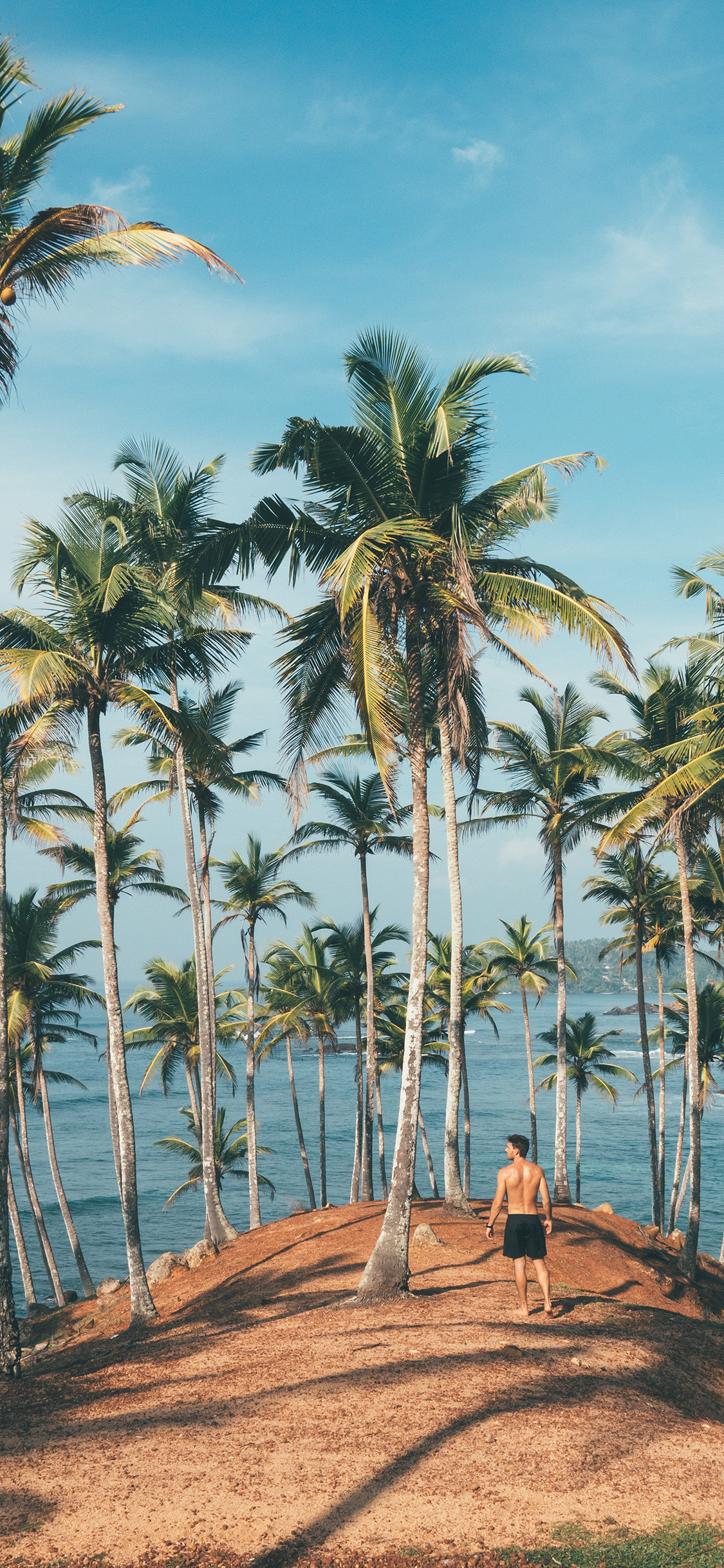 [2436×1125]男子 背影 椰树 种植 苹果手机壁纸图片