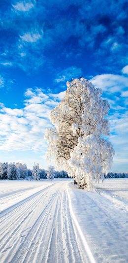 [2436x1125]白雪覆盖 树木 冬季 蓝天 苹果手机壁纸图片