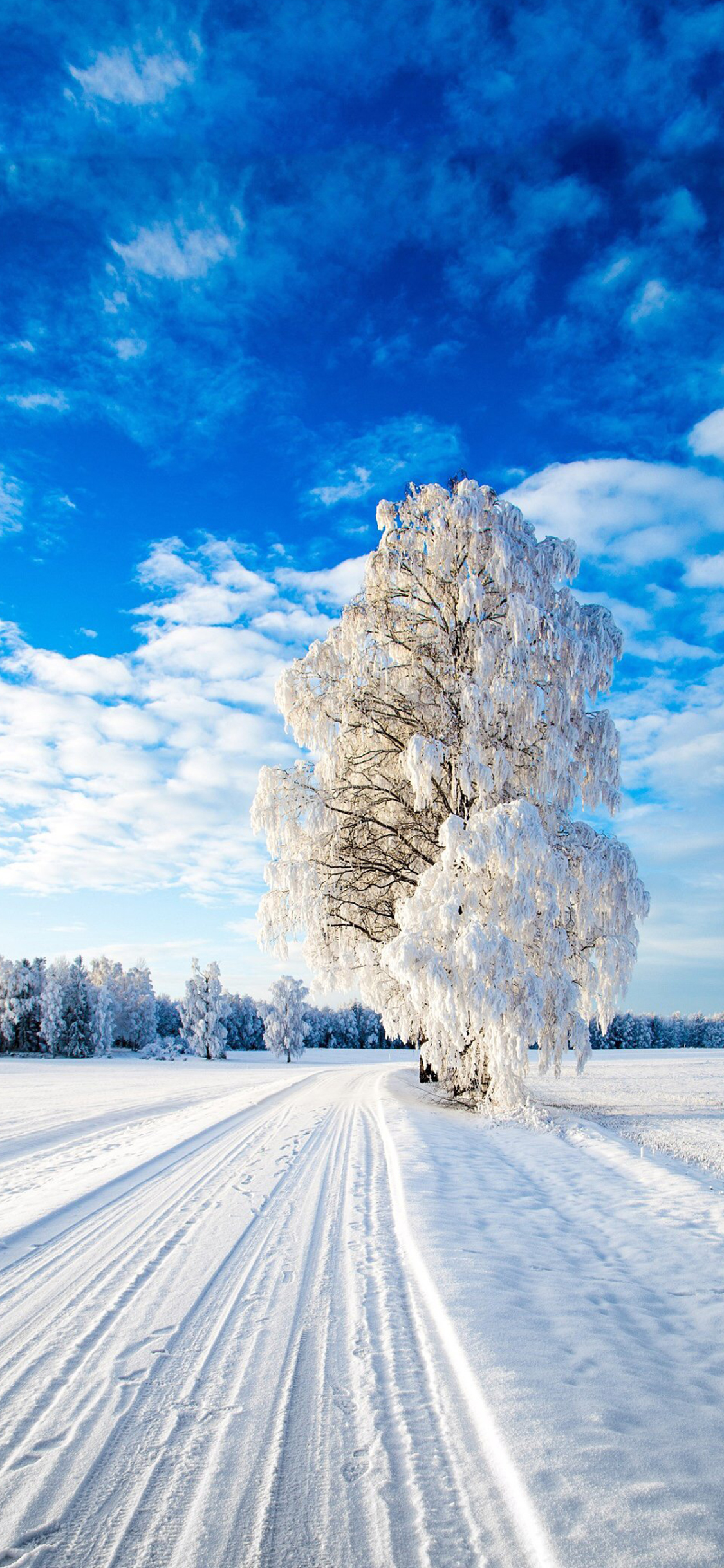 [2436×1125]白雪覆盖 树木 冬季 蓝天 苹果手机壁纸图片