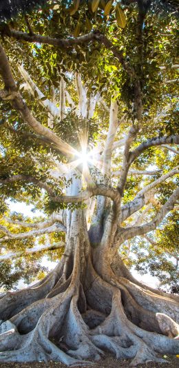 [2436x1125]盘根错节 大树 树冠 树根 苹果手机壁纸图片
