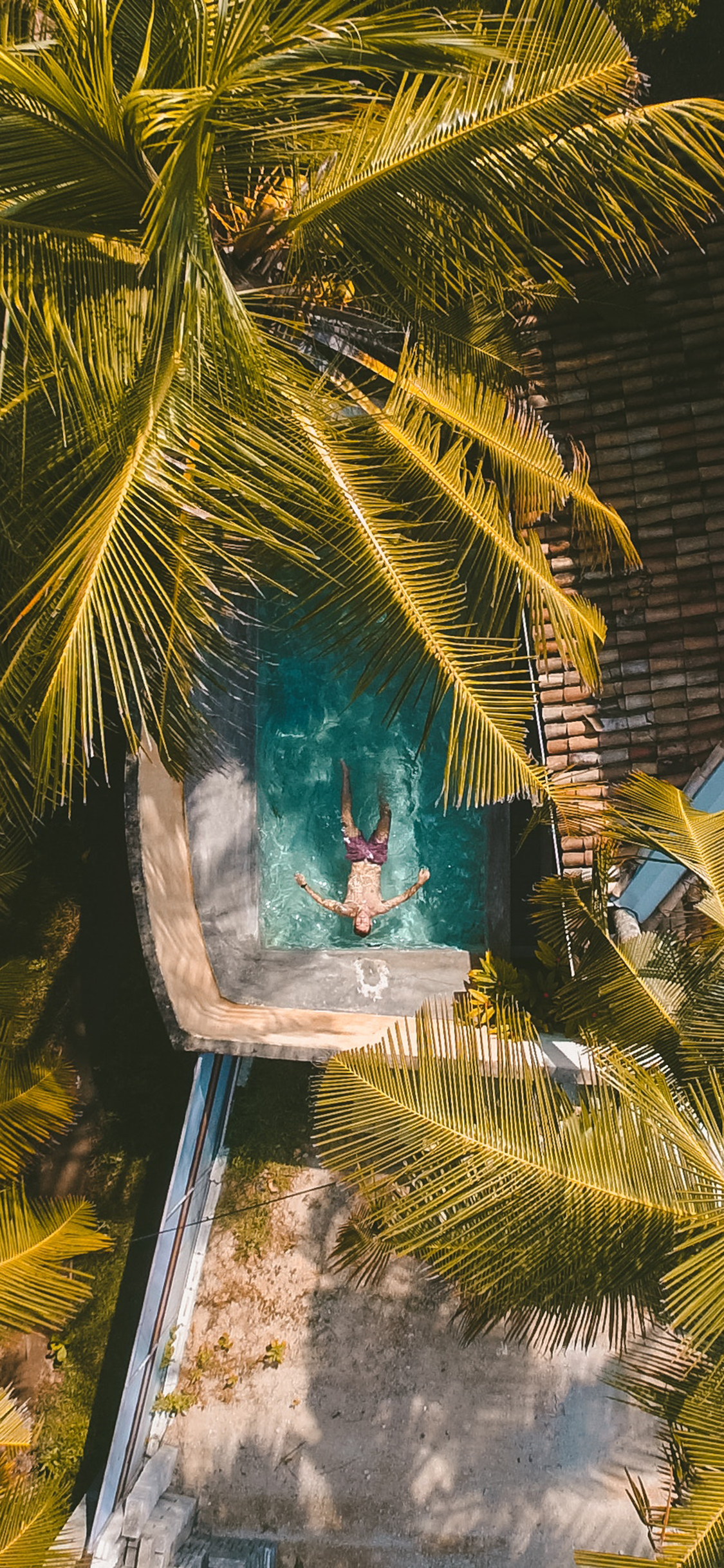 [2436×1125]私人 泳池 男人 椰树 苹果手机壁纸图片