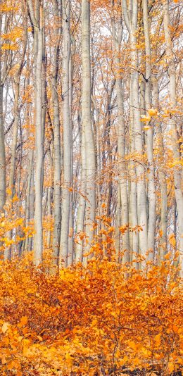 [2436x1125]秋天 季节 树林 树木 枯黄 落叶 苹果手机壁纸图片