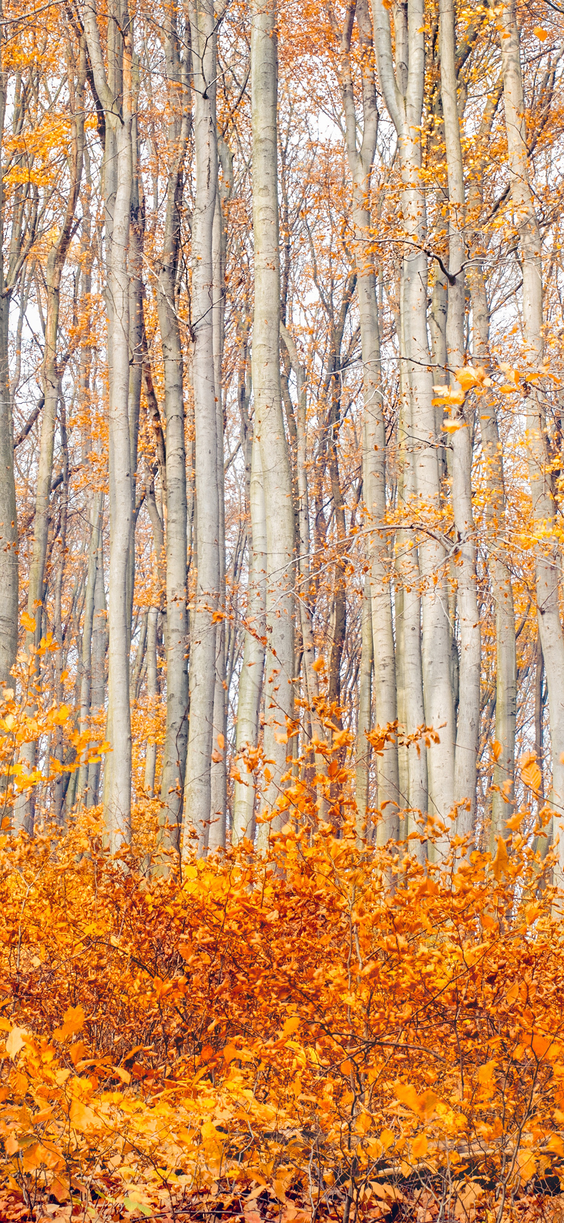 [2436×1125]秋天 季节 树林 树木 枯黄 落叶 苹果手机壁纸图片