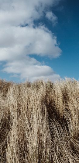 [2436x1125]秋天 郊外 草原 蓝天白云 苹果手机壁纸图片