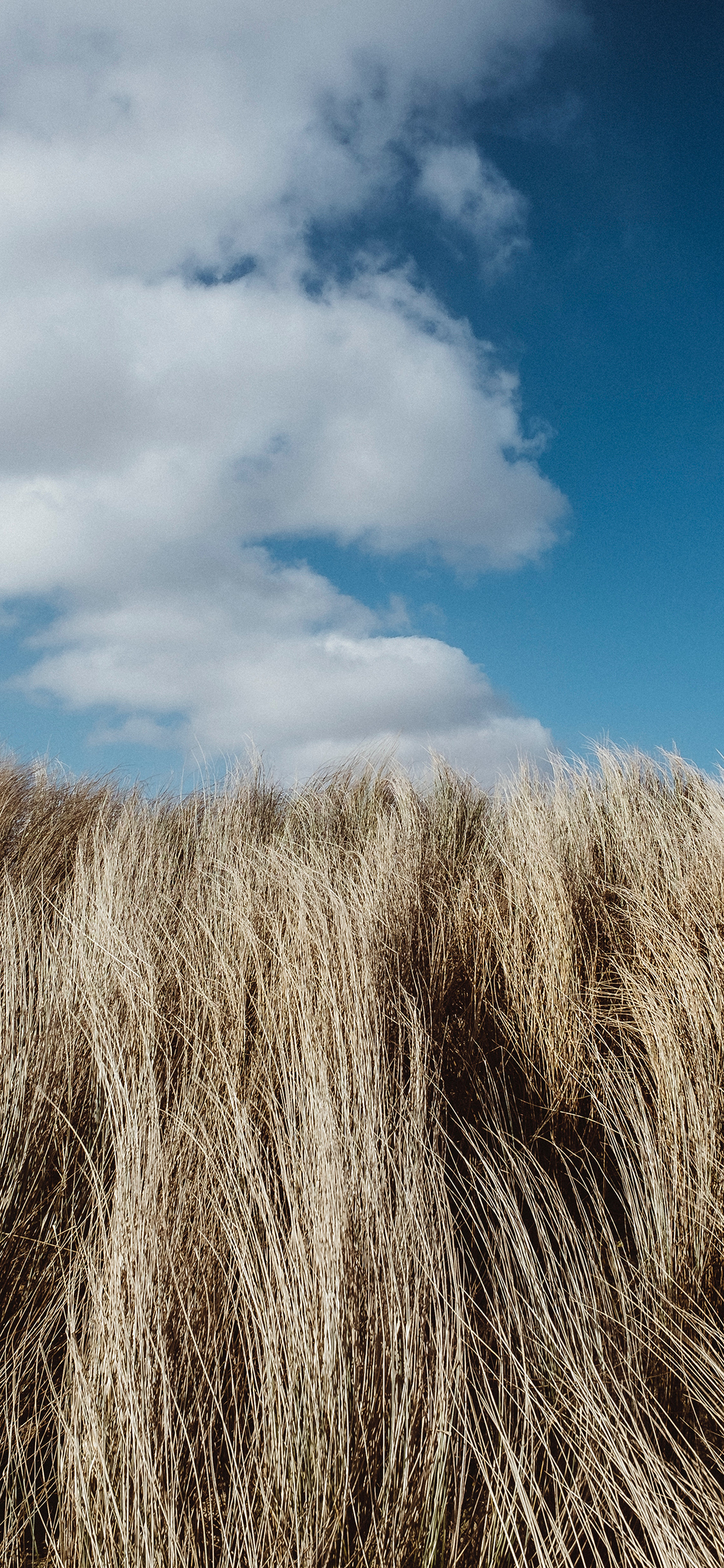 [2436×1125]秋天 郊外 草原 蓝天白云 苹果手机壁纸图片