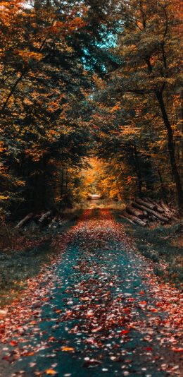 [2436x1125]秋季 季节 落叶 枯黄 树林 苹果手机壁纸图片