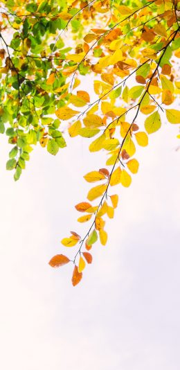 [2436x1125]秋季 枯黄 枝叶 季节交替 苹果手机壁纸图片