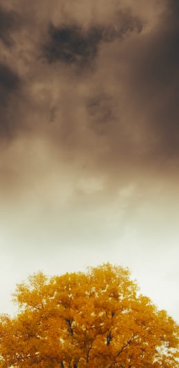 [2436x1125]秋季 枯黄 树冠 昏暗 苹果手机壁纸图片