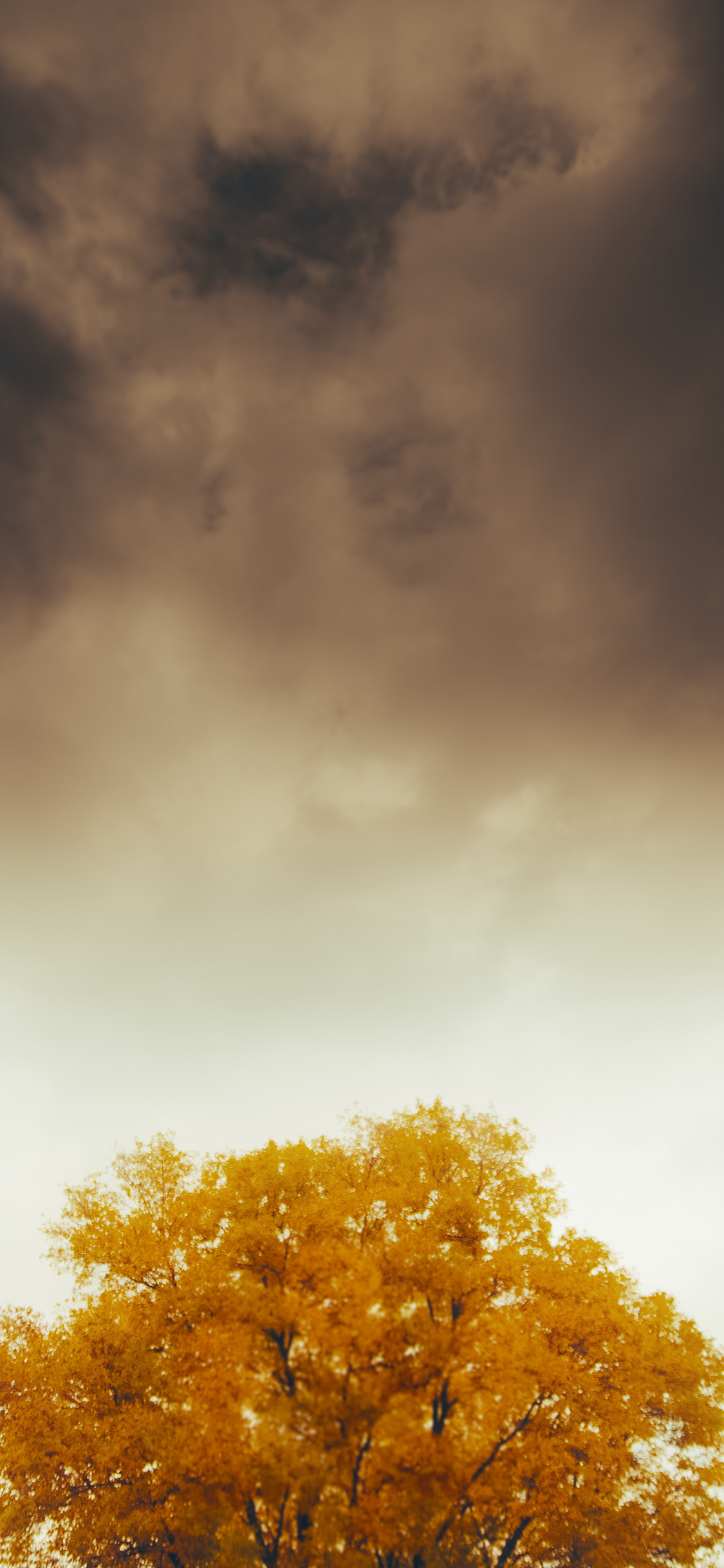 [2436×1125]秋季 枯黄 树冠 昏暗 苹果手机壁纸图片