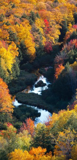 [2436x1125]秋季 树木 树叶 枯黄 水流 苹果手机壁纸图片