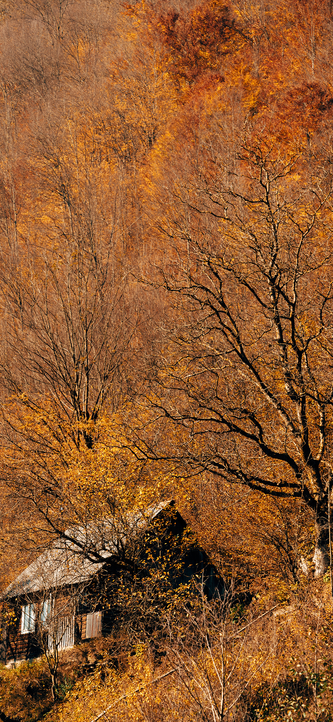 [2436×1125]秋季 落叶 枯黄 木屋 苹果手机壁纸图片
