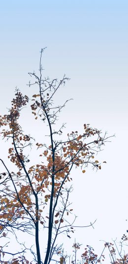 [2436x1125]秋意 枯黄 落叶 枝头 苹果手机壁纸图片