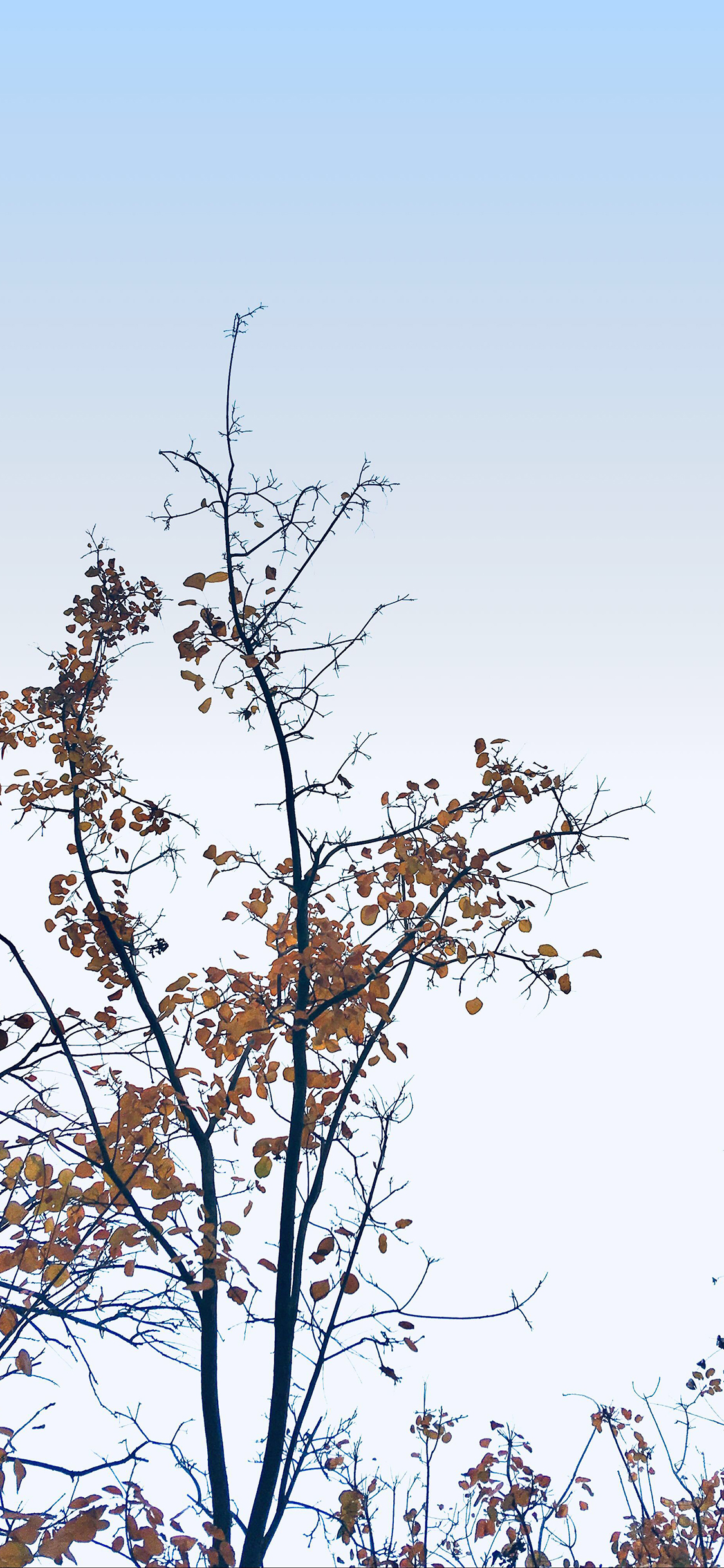 [2436×1125]秋意 枯黄 落叶 枝头 苹果手机壁纸图片