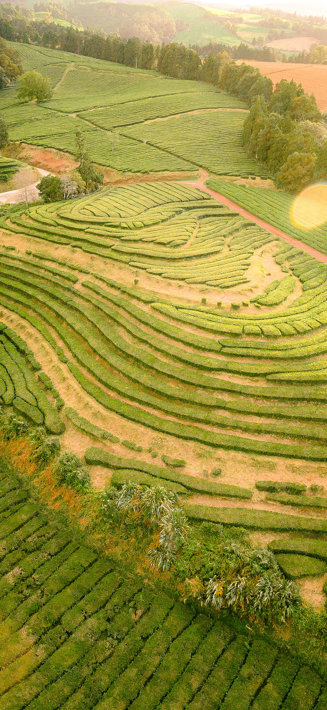 [2436×1125]种植 茶园 绿意 俯拍 苹果手机壁纸图片