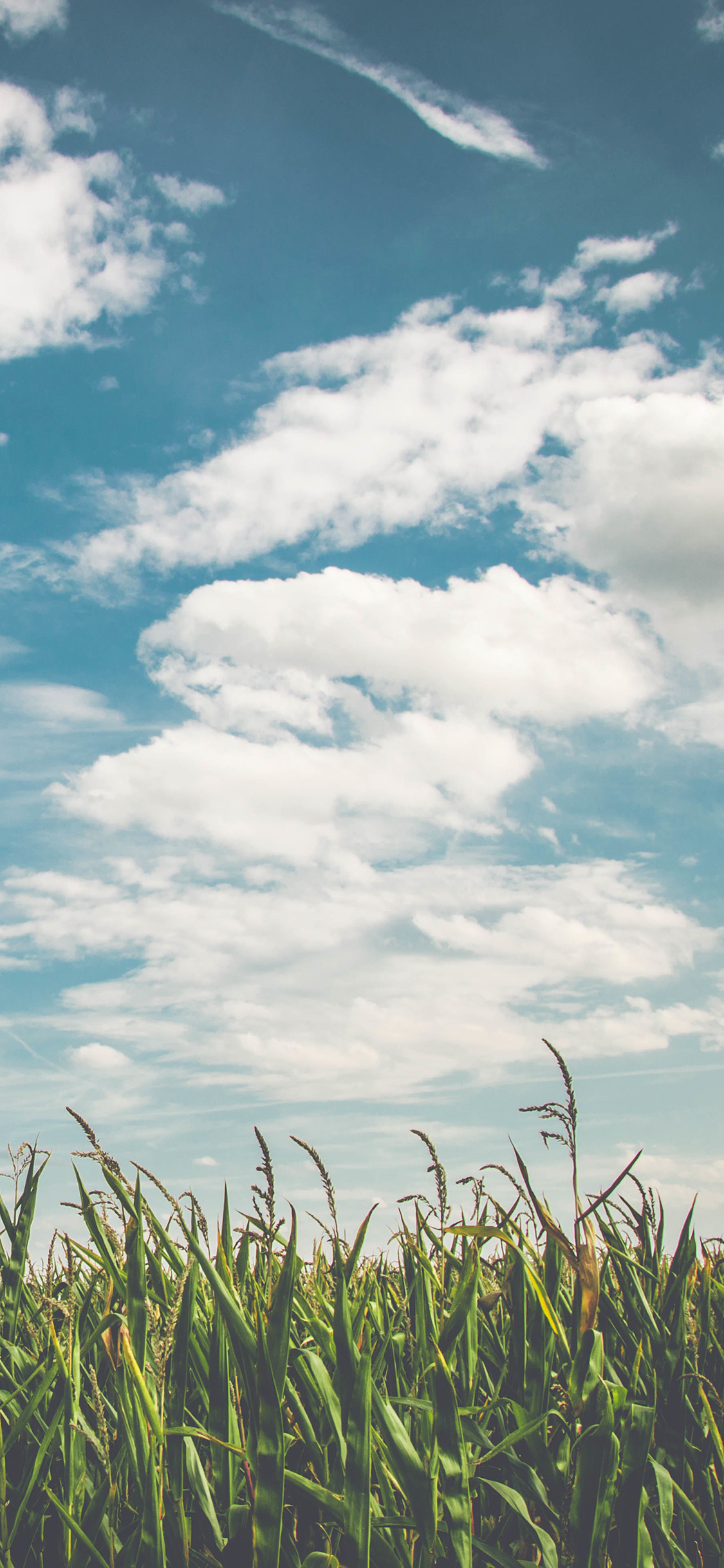 [2436×1125]稻田 庄家 蓝天白云 田野 稻谷 苹果手机壁纸图片