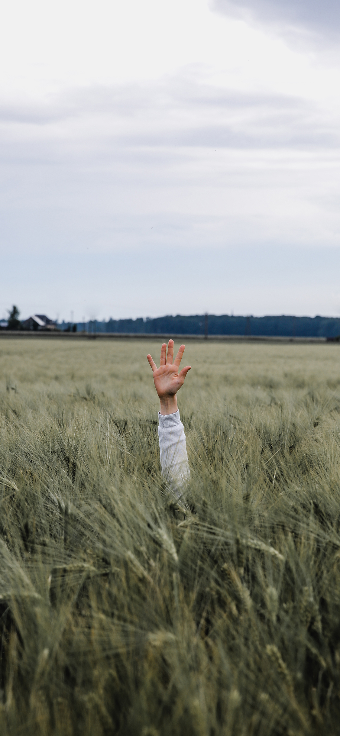 [2436×1125]稻田 手部 举手 广阔 苹果手机壁纸图片