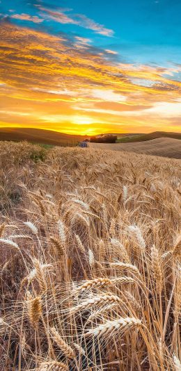 [2436x1125]稻谷 夕阳 彩霞 庄稼 苹果手机壁纸图片