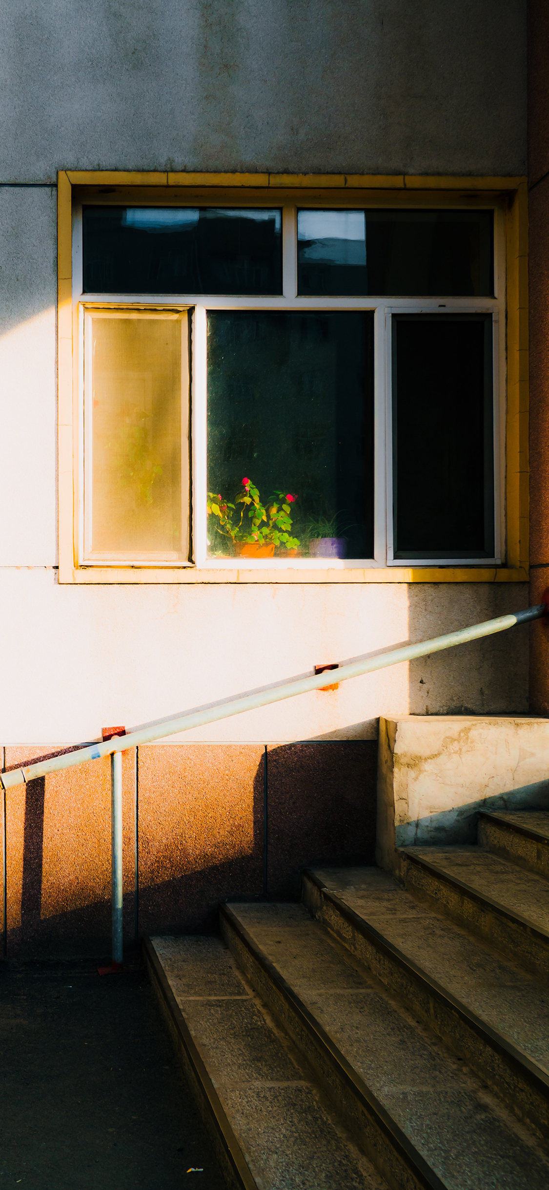 [2436×1125]窗口 盆栽 鲜花 阳光 苹果手机壁纸图片