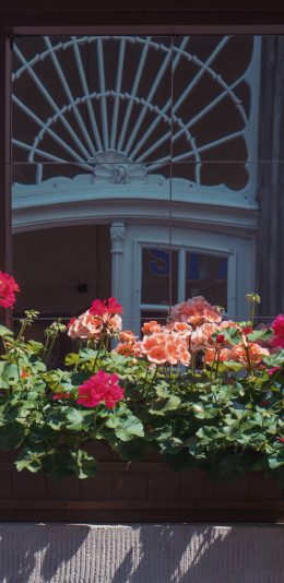 [2436x1125]窗台 鲜花 种植 盆栽 苹果手机壁纸图片