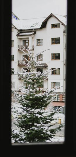 [2436x1125]窗外 冬季 松树 白雪 苹果手机壁纸图片