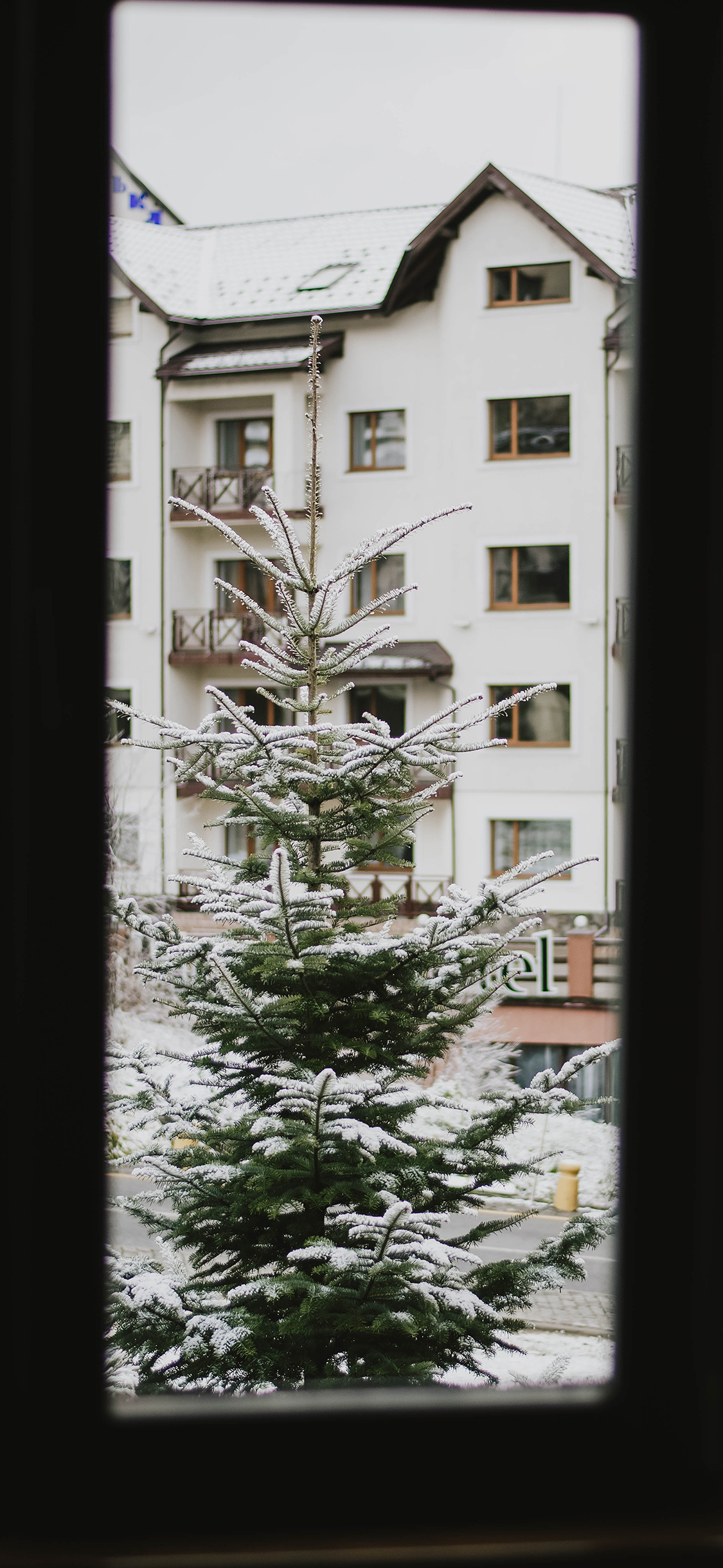 [2436×1125]窗外 冬季 松树 白雪 苹果手机壁纸图片