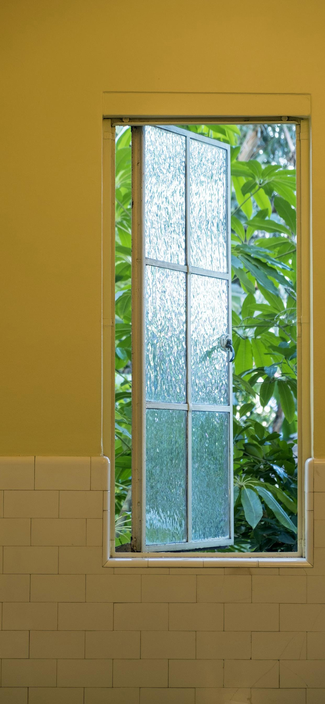 [2436×1125]窗外 窗户 植被 树木 绿意 苹果手机壁纸图片