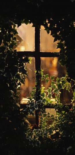 [2436x1125]窗户 绿植 藤蔓 唯美 苹果手机壁纸图片