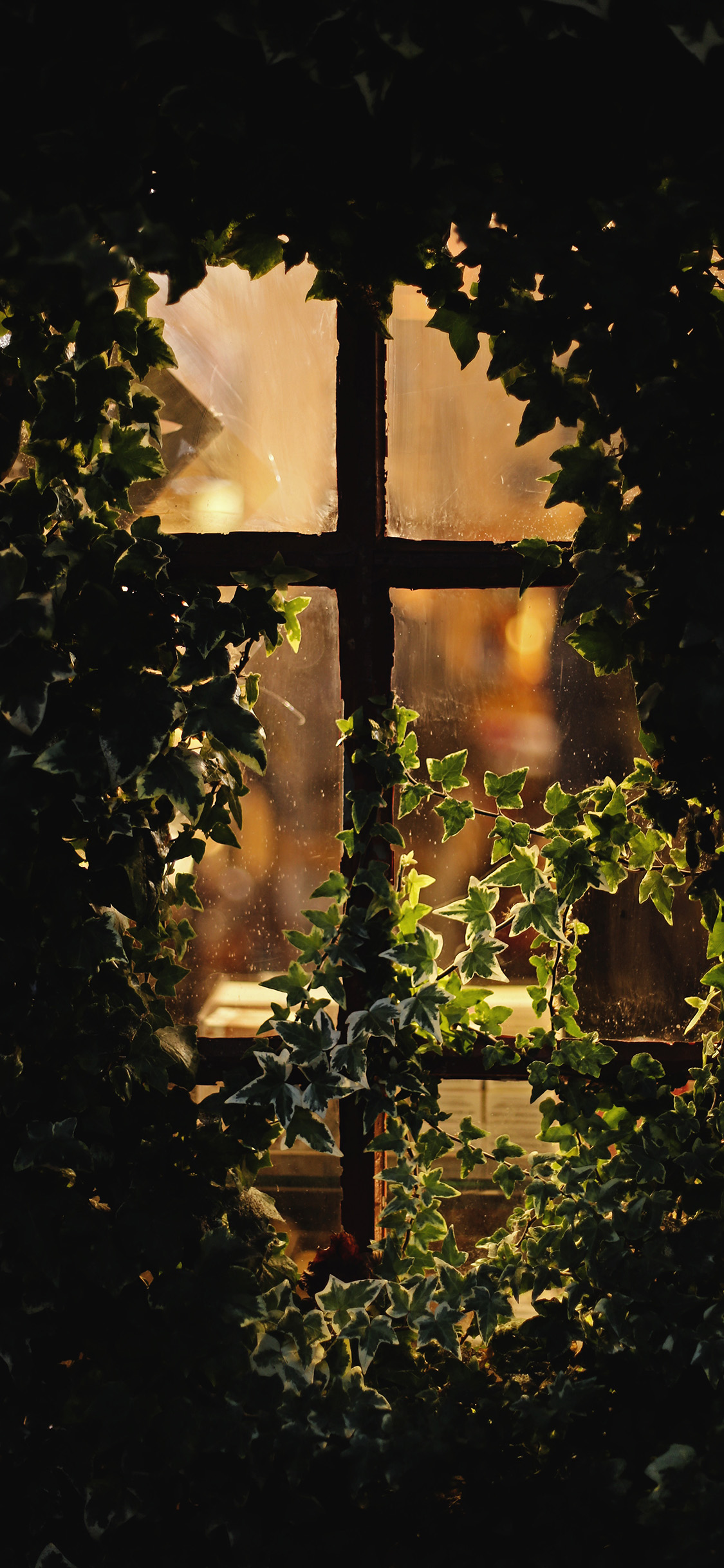[2436×1125]窗户 绿植 藤蔓 唯美 苹果手机壁纸图片