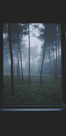 [2436x1125]窗户 郊外 林木 草地 苹果手机壁纸图片