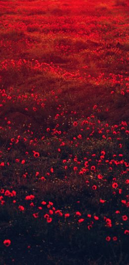 [2436x1125]立春花 鲜花 盛开 花季 花田 苹果手机壁纸图片