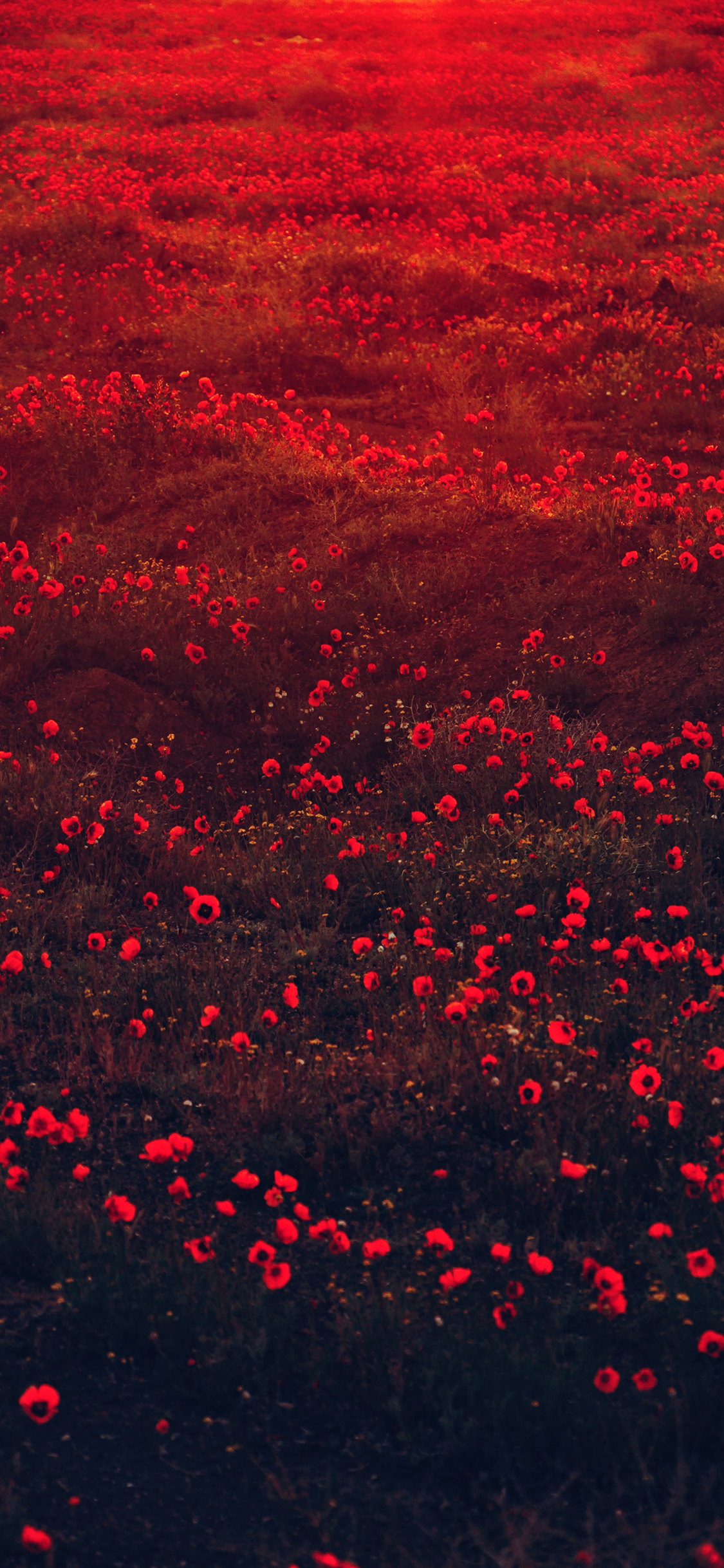 [2436×1125]立春花 鲜花 盛开 花季 花田 苹果手机壁纸图片