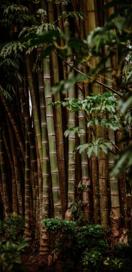 [2436x1125]竹子 竹林 密集 种植 苹果手机壁纸图片