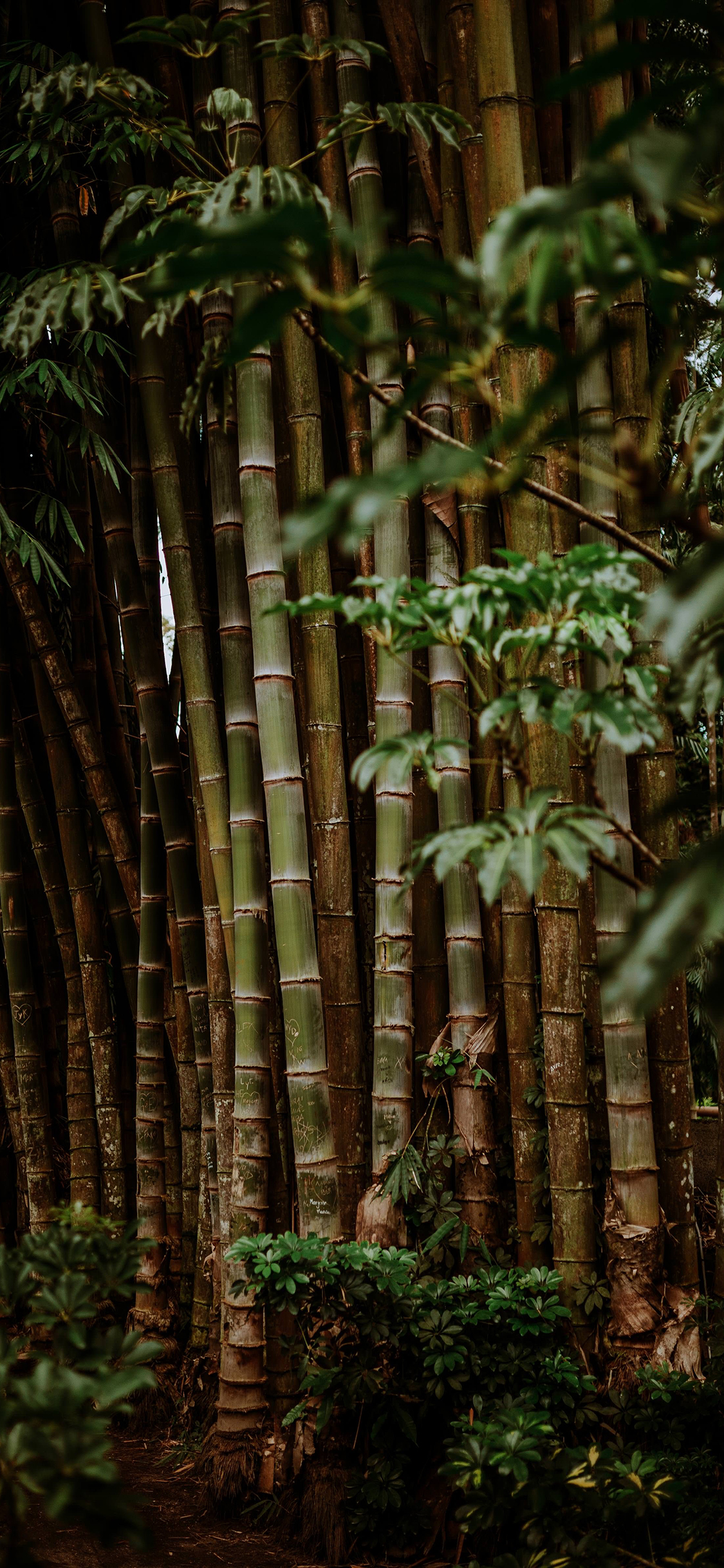 [2436×1125]竹子 竹林 密集 种植 苹果手机壁纸图片