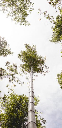 [2436x1125]竹林 天空 竹竿 竹叶