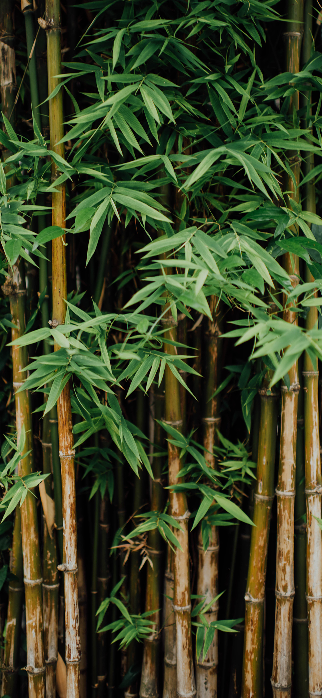 [2436×1125]竹林 竹叶 密集 生长 苹果手机壁纸图片