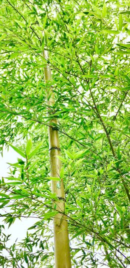 [2436x1125]竹林 竹叶 猫咪 绿意 苹果手机壁纸图片