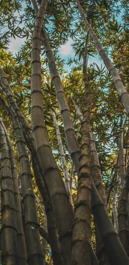 [2436x1125]竹林 竹叶 生长 绿植 苹果手机壁纸图片
