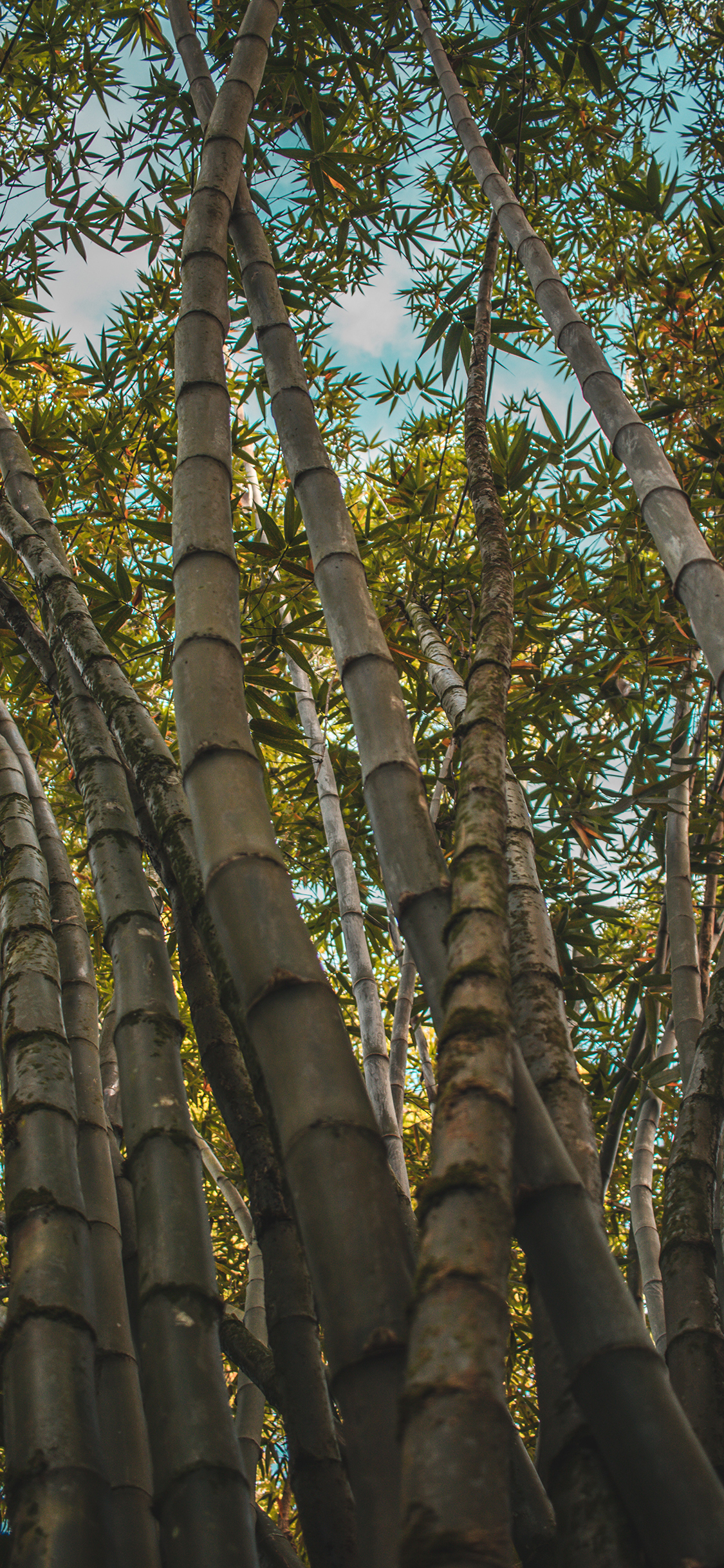 [2436×1125]竹林 竹叶 生长 绿植 苹果手机壁纸图片