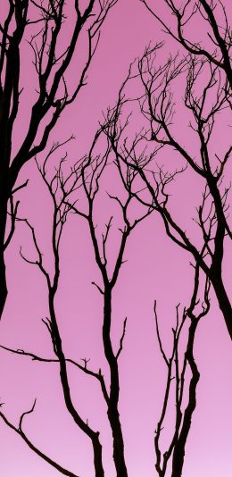 [2436x1125]粉色 天空 渐变 树木 枝丫 苹果手机壁纸图片