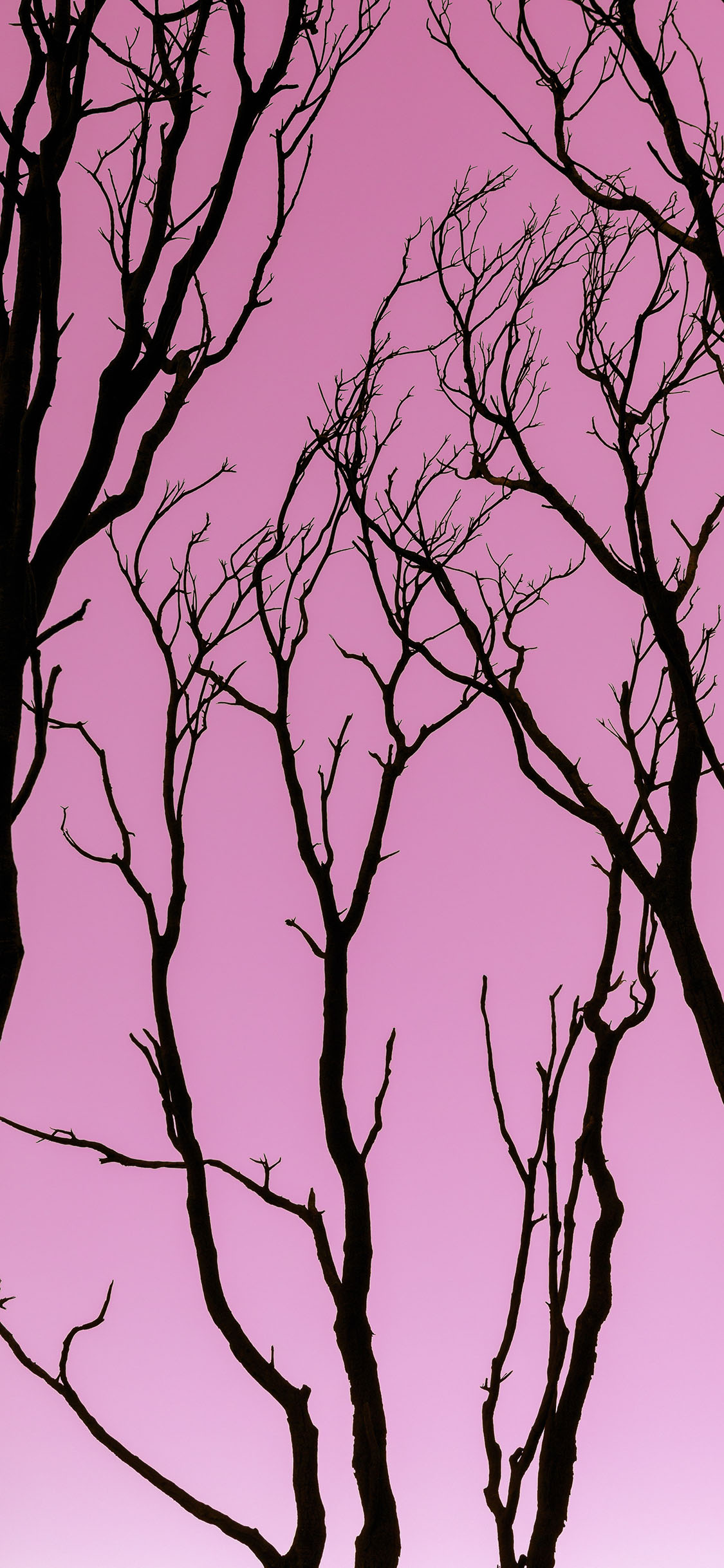 [2436×1125]粉色 天空 渐变 树木 枝丫 苹果手机壁纸图片