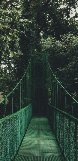 [2436x1125]索桥 路 绿色 植物 森林 苹果手机壁纸图片
